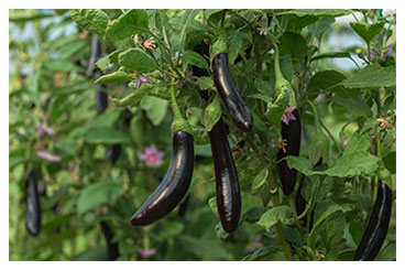 Culture légumière d'aubergines