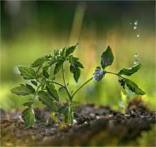 solution naturelle croissance légume